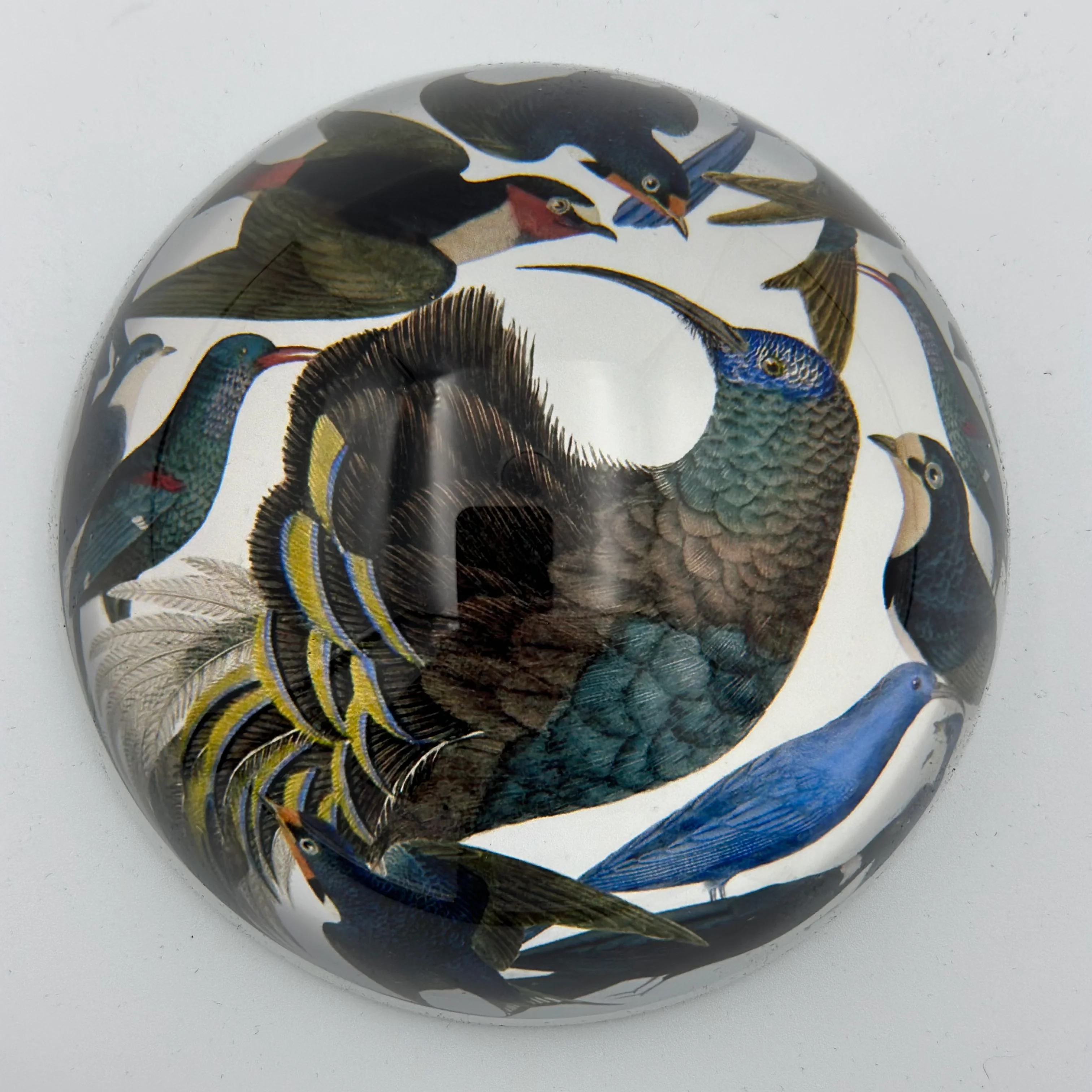 BIRDS