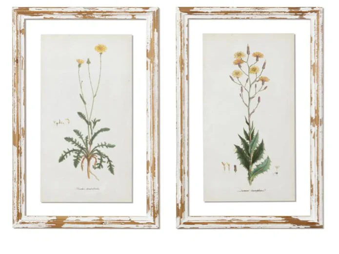 Dandelions-Framed Prints