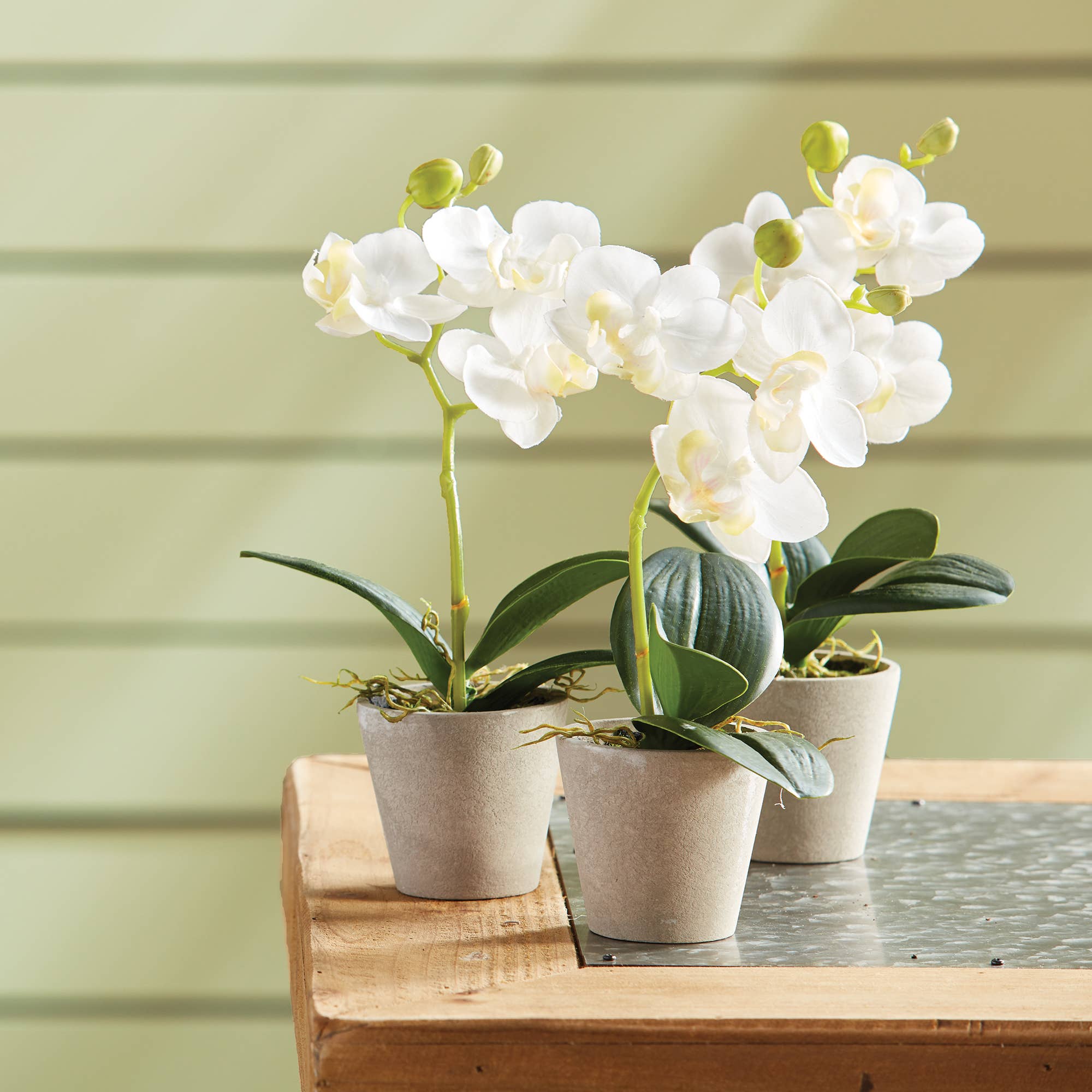 Napa Home & Garden - Mini Phalaenopsis 9" Potted - Image 2