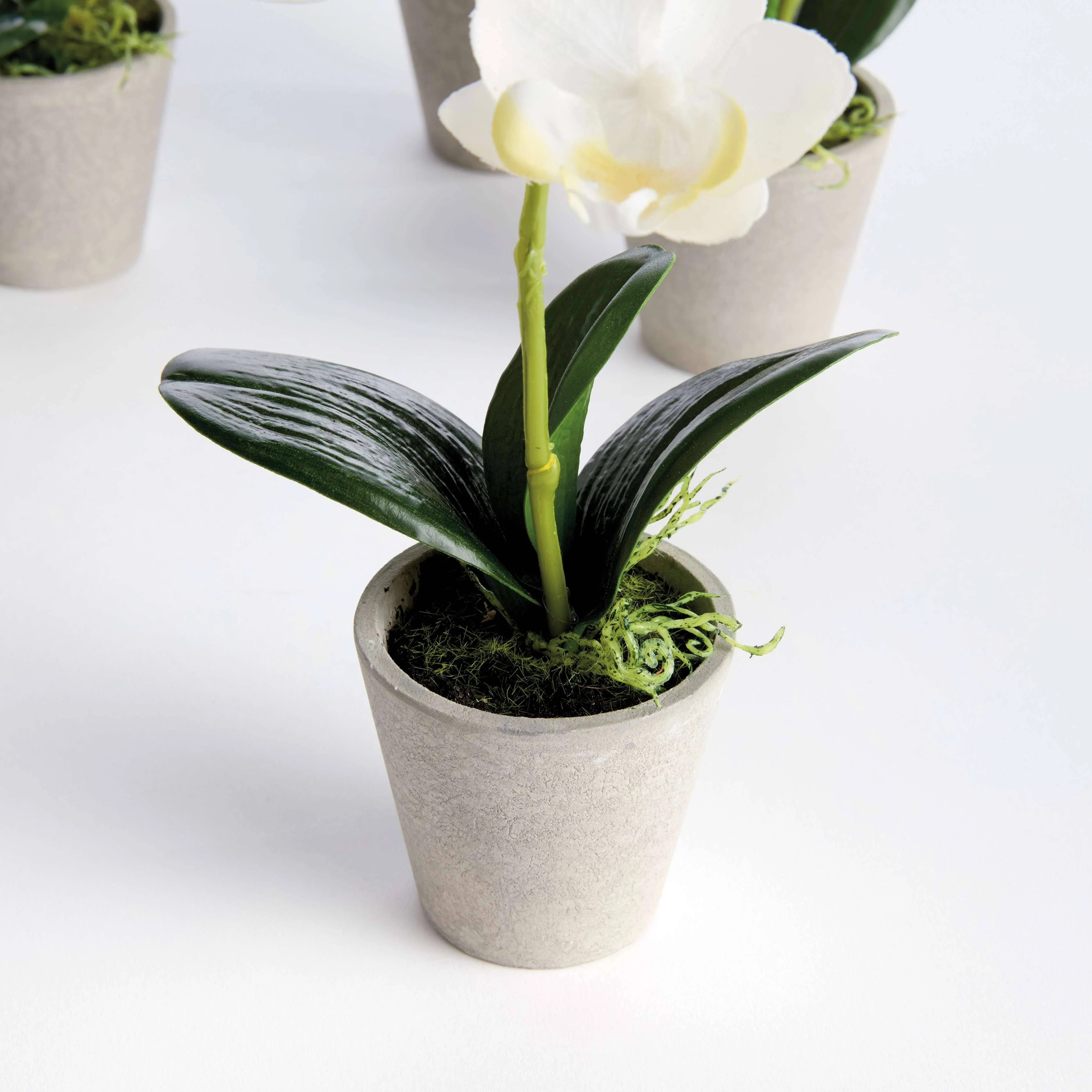 Napa Home & Garden - MINI PHALAENOPSIS ORCHIDS POTTED 9": White - Image 2