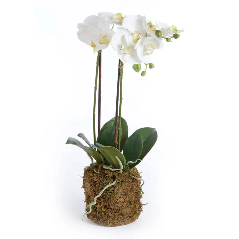 Napa Home & Garden - Phalaenopsis Orchid Drop-In 23"