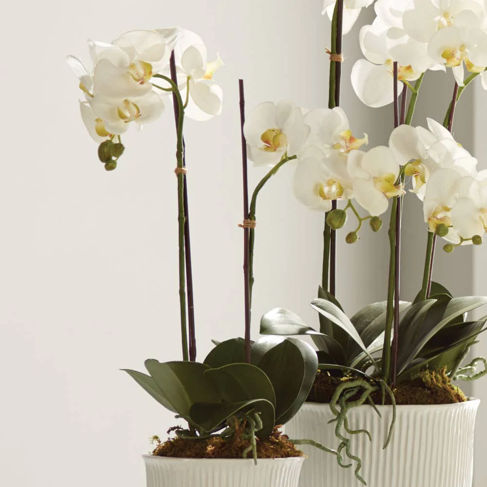 Napa Home & Garden - Phalaenopsis Orchid Drop-In 23" - Image 2