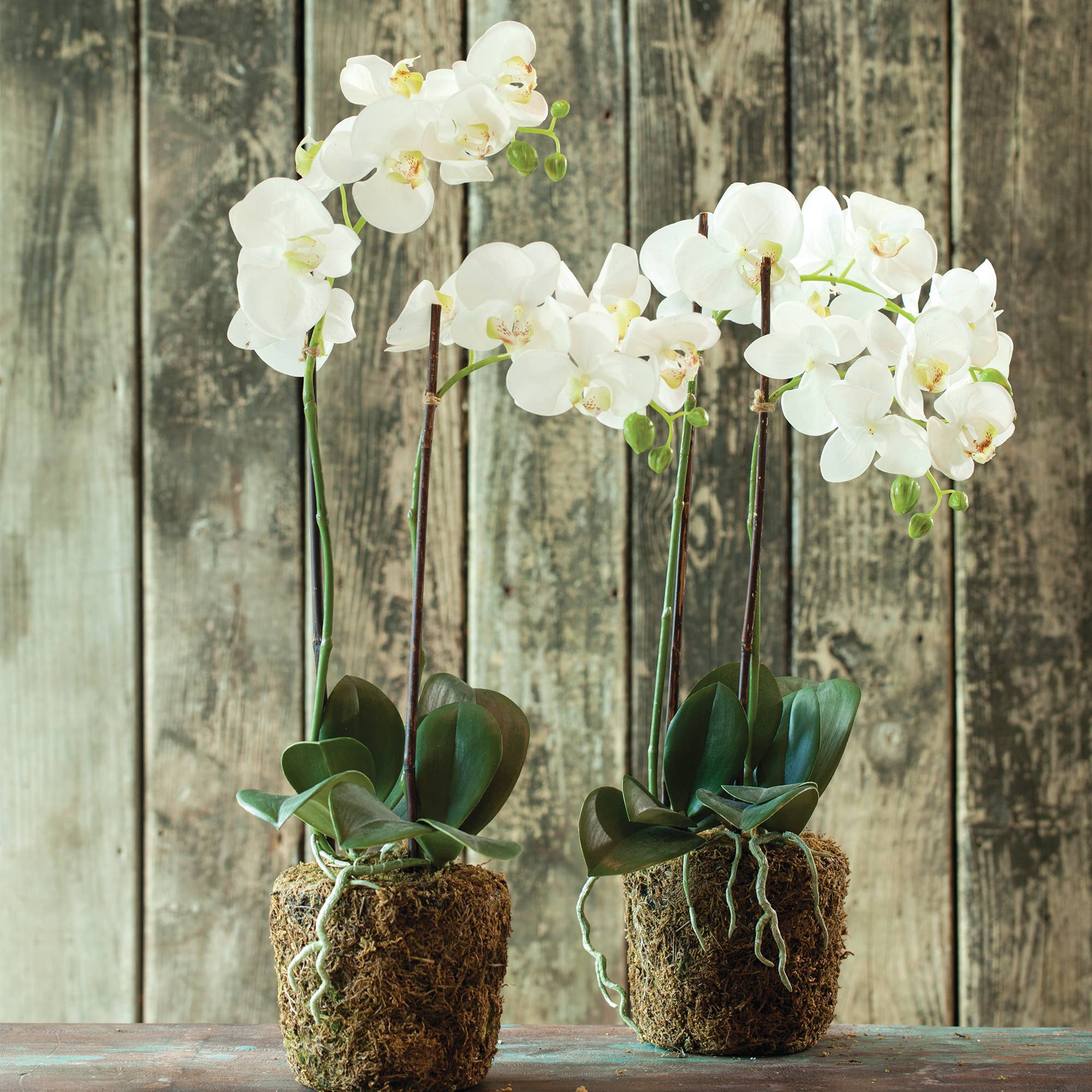 Napa Home & Garden - Phalaenopsis Orchid Drop-In 23" - Image 3