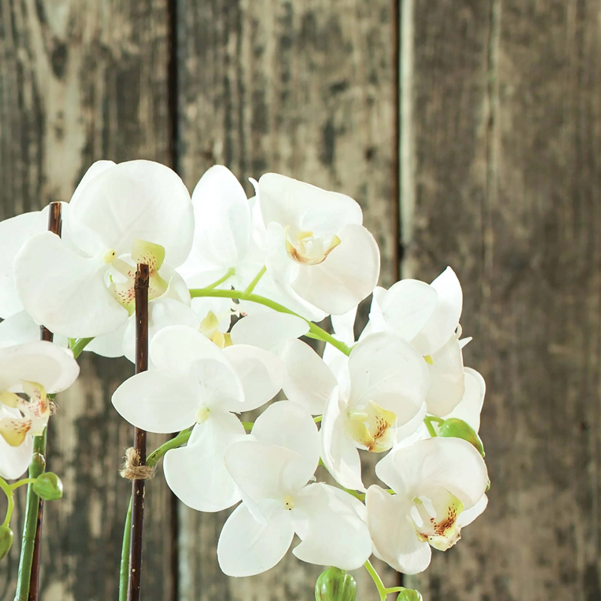 Napa Home & Garden - Phalaenopsis Orchid Drop-In 23" - Image 4