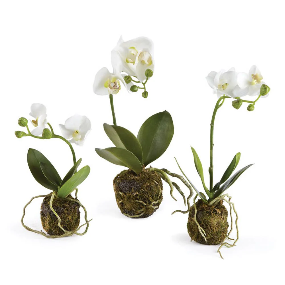 Napa Home & Garden - Phalaenopsis Orchid Drop-Ins, price is for 1
