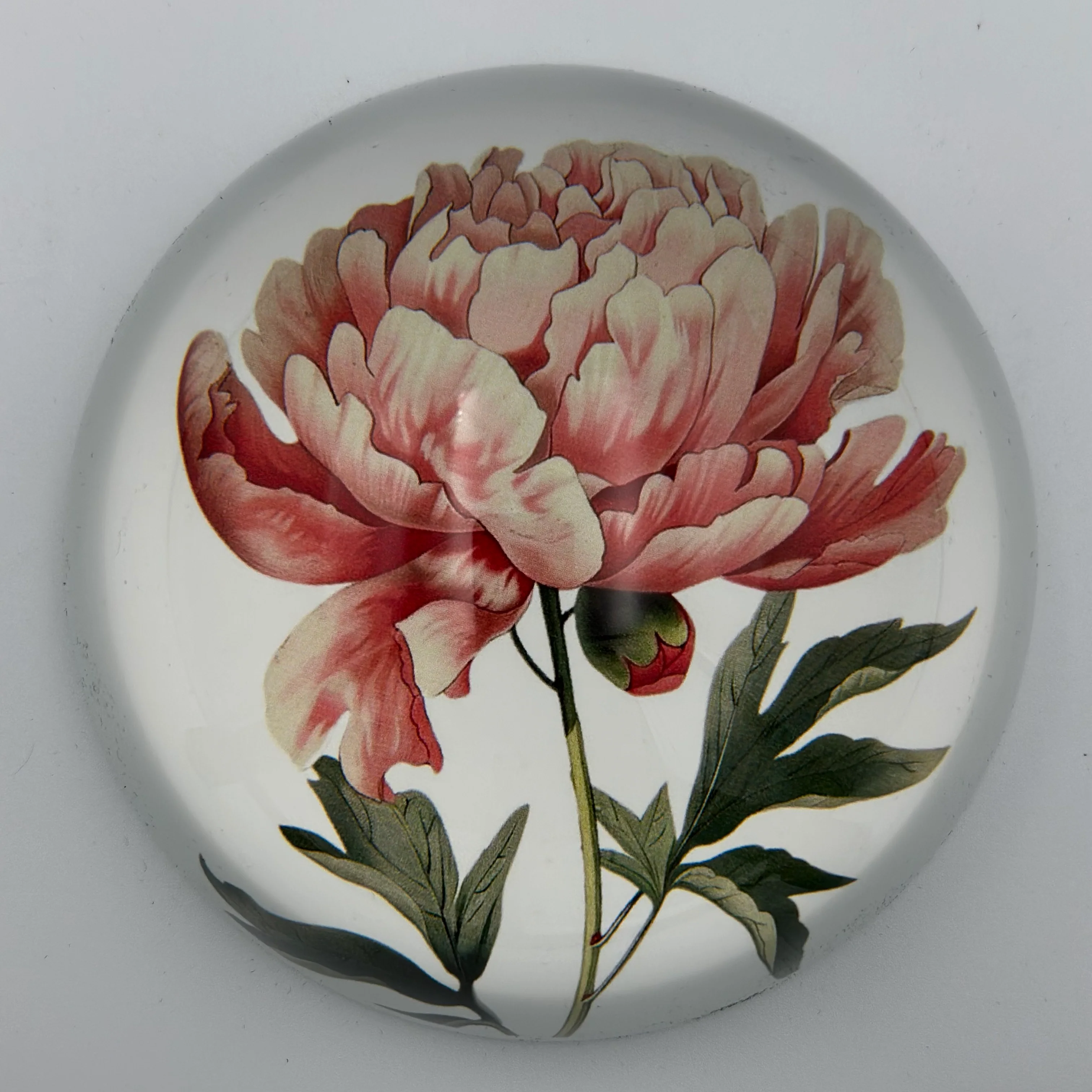 PEONY