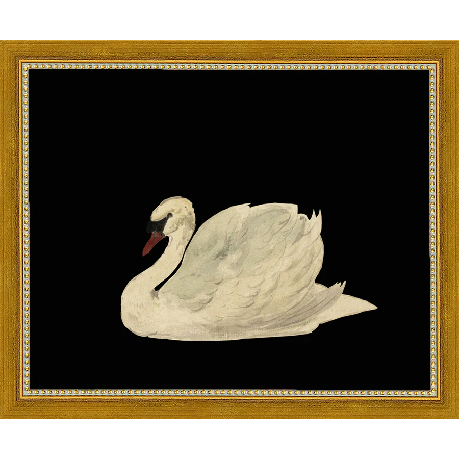 Swan On Black